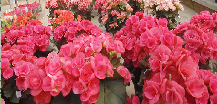 A Florália - plantas floridas, ornamentais e frutíferas em Niterói - RJ