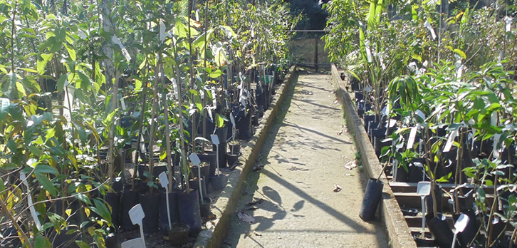 A Florália - plantas floridas, ornamentais e frutíferas em Niterói - RJ