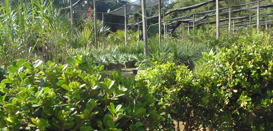 A Florália - plantas floridas, ornamentais e frutíferas em Niterói - RJ