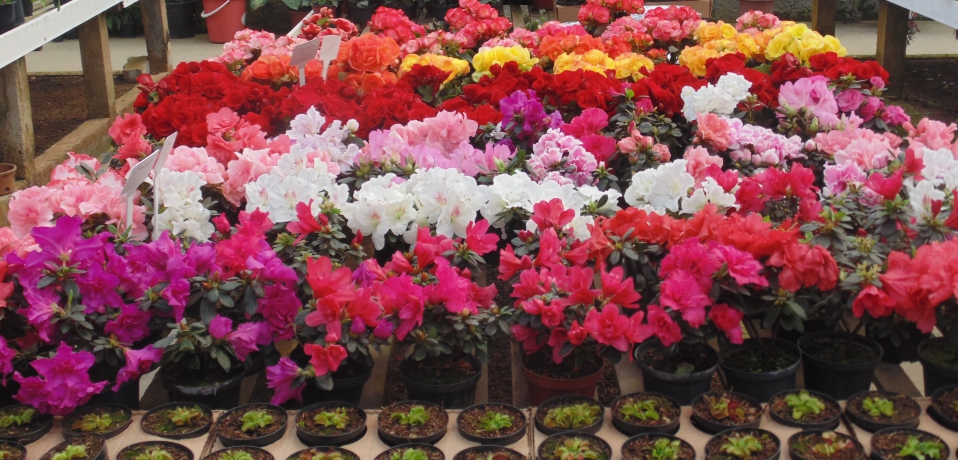 A Florália - plantas floridas, ornamentais e frutíferas em Niterói - RJ