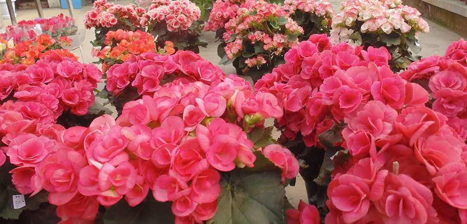 A Florália - plantas floridas, ornamentais e frutíferas em Niterói - RJ